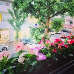 窓辺にお花が咲きました